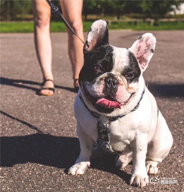 預防寵物走丟方式千千萬,飛利浦智能鎖,讓寵物在家更安全 預防寵物走丟方式千千萬,飛利浦智能鎖,讓寵物在家更安全
