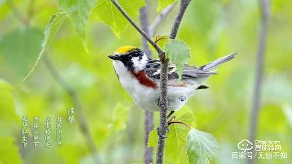 驚蟄至,萬物長,清幽之境隱藏著一把楊格智能鎖 驚蟄至,萬物長,清幽之境隱藏著一把楊格智能鎖