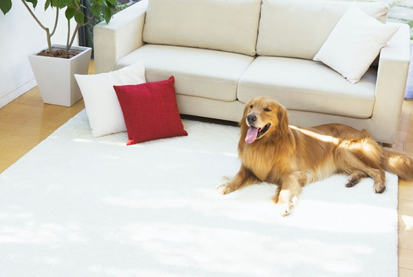 海爾智能家居：復(fù)工離家，不代表“沒(méi)人看家”