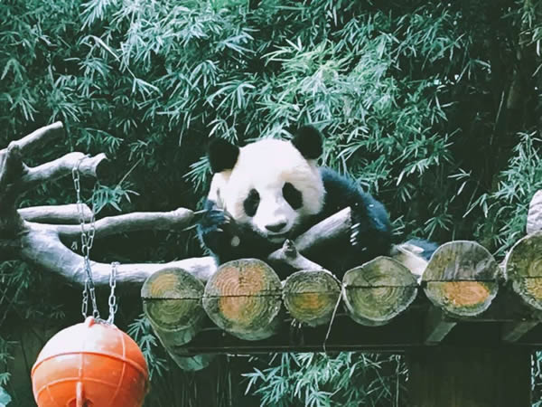 科裕集團年度旅游 快樂出游砥礪前行