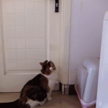 VOC智能鎖告訴你 家里寵物偷偷開門要怎么辦