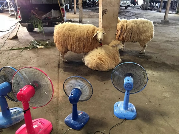 智能鎖經銷商大調查|凱迪仕智能鎖的雙11最炸裂廣告來了