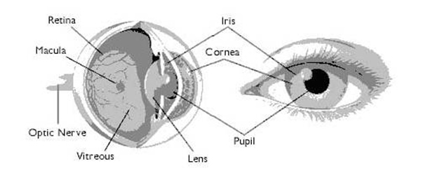 智能鎖常見的六種生物識別技術原理解析