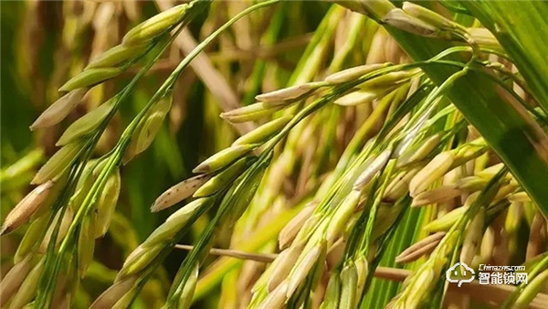 Gleewell格里維爾｜你發現了嗎？所有治愈的美好，都藏在生活的細節里