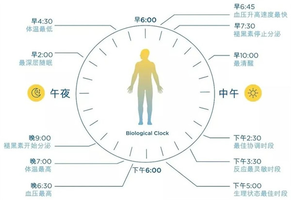 光線與晝夜節律 | 科學打造健康生物鐘的照明環境